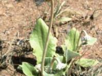 Haplocarpha scaposa