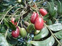 Fruits of H caffrum: Photo Geoff Nichols
