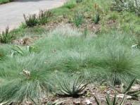 Harpochloa falx - caterpillar grass 