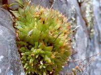 Haworthia cymbiformis