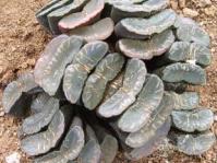 Haworthia truncata var. truncat