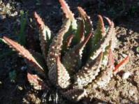 Tulista pumila