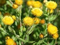Plant in flower