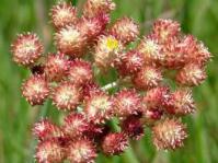 Inflorescence