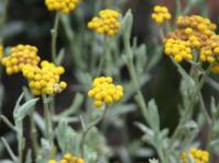 In Flower