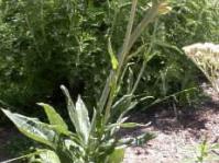 Helichrysum nudifolium