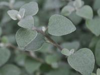 Helichrysum petiolare