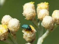 Close up of flower head