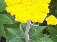 H.umbraculigerum