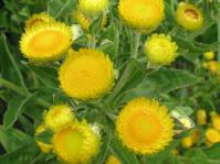 Helichrysum cooperi flowers