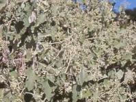 Helichrysum populifolium