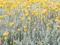 Helichrysum splendidum