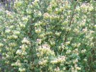Bush in flower
