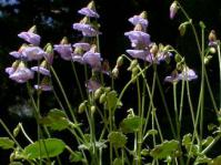 Hermannia nana