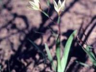 Plant in flower:Image copyright Peter Goldblatt