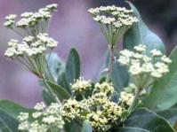 Heteromorpha arborescens