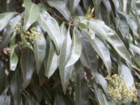 Heteropyxis natalensis