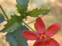 Hibiscus praeteritus