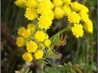 Corymb of flowers. Image N van Berkel 