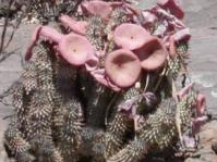 Hoodia gordonii