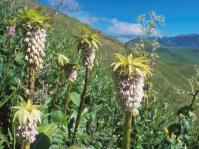 Eucomis bicolor