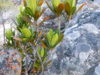 A young gifboom growing among sandstone rocks