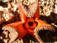 Inside of H.africana flower