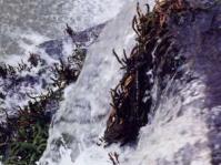Growing in white water