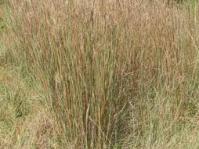 Hyparrhenia hirta