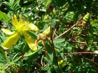 Bush in flower