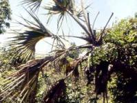lala palm