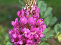 Hypocalyptus coluteoides flower head