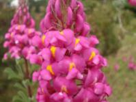 Flowerhead