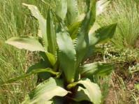 Hypoxix colchicifolia&copy;G Nichols