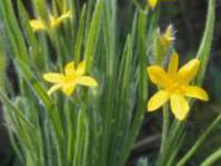 Hypoxis acuminata