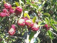 Ilex mitis female fruiting