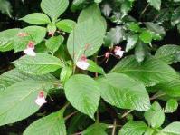In flower
