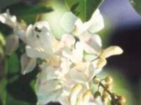 Flowers of I.natalensis