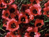 Romulea sabulosa