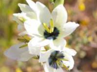 Flowers of Ixia mostertii
