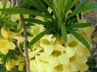 Ixianthes retzioides 