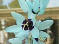 Ixia viridiflora