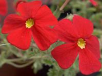 Jamesbrittenia bergae flowers