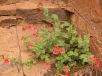 In flower