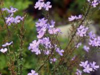 Jamesbrittenia grandiflora