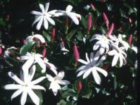 Jasminum multipartitum