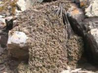 Jensenobotrya lossowiana