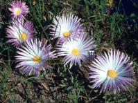 Jordaaniella anemoniflora
