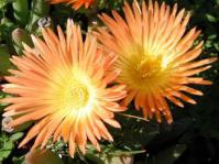 Jordaaniella cuprea
