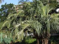 Jubaeopsis caffra tree